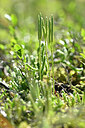 BUITEN BEELD Foto: 439799