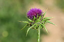 BUITEN BEELD Foto: 439811