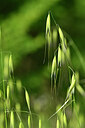 BUITEN BEELD Foto: 439815