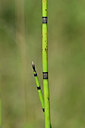 BUITEN BEELD Foto: 439817