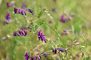 BUITEN BEELD Foto: 439822