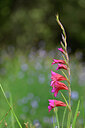 BUITEN BEELD Foto: 439824