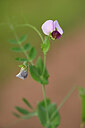 BUITEN BEELD Foto: 439851