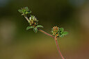 BUITEN BEELD Foto: 439858