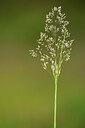 BUITEN BEELD Foto: 439868