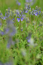 BUITEN BEELD Foto: 439871