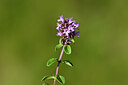 BUITEN BEELD Foto: 439878