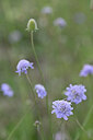 BUITEN BEELD Foto: 439880