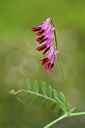 BUITEN BEELD Foto: 439881