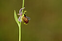 BUITEN BEELD Foto: 439882