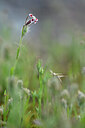 BUITEN BEELD Foto: 439883
