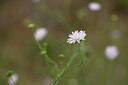BUITEN BEELD Foto: 439888