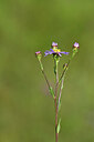 BUITEN BEELD Foto: 439889