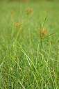 BUITEN BEELD Foto: 439890
