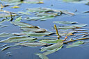 BUITEN BEELD Foto: 439893