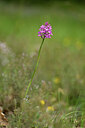BUITEN BEELD Foto: 439898