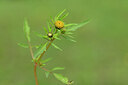 BUITEN BEELD Foto: 439904