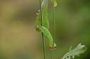 BUITEN BEELD Foto: 439905