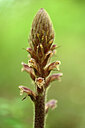 BUITEN BEELD Foto: 439930