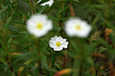 BUITEN BEELD Foto: 439938