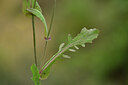 BUITEN BEELD Foto: 439942