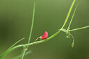 BUITEN BEELD Foto: 439944