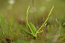 BUITEN BEELD Foto: 439957