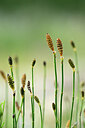 BUITEN BEELD Foto: 439958