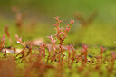 BUITEN BEELD Foto: 439962