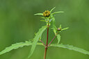 BUITEN BEELD Foto: 439970