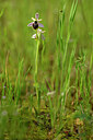 BUITEN BEELD Foto: 439979