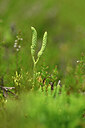 BUITEN BEELD Foto: 439988