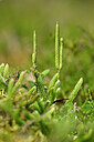 BUITEN BEELD Foto: 439989