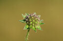 BUITEN BEELD Foto: 439991
