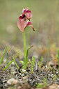 BUITEN BEELD Foto: 439999
