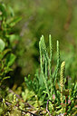 BUITEN BEELD Foto: 440004