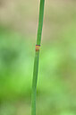 BUITEN BEELD Foto: 440013