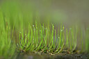 BUITEN BEELD Foto: 440033