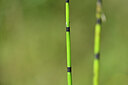 BUITEN BEELD Foto: 440036