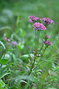 BUITEN BEELD Foto: 440070