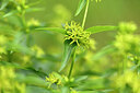 BUITEN BEELD Foto: 440079