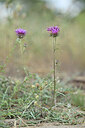 BUITEN BEELD Foto: 440090