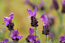 BUITEN BEELD Foto: 440107