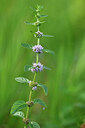 BUITEN BEELD Foto: 440110