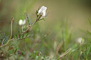 BUITEN BEELD Foto: 440124