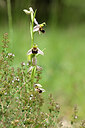 BUITEN BEELD Foto: 440136