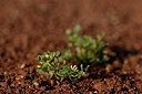 BUITEN BEELD Foto: 440150