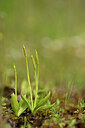 BUITEN BEELD Foto: 440152