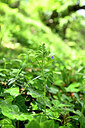 BUITEN BEELD Foto: 440153