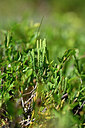 BUITEN BEELD Foto: 440160